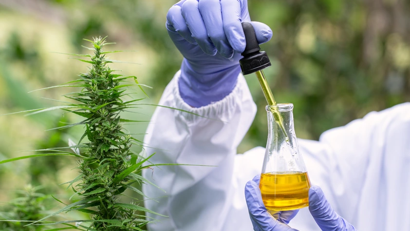 Techniques d’extraction et de purification du CBD