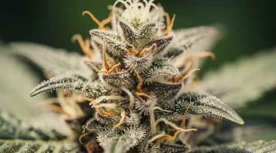 Vue macro détaillée de trichomes cristallins sur une fleur de CBD premium