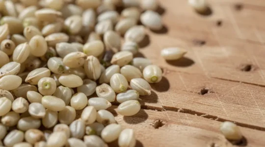 Graines de chanvre décortiquées riches en oméga-3 présentées dans un écrin naturel